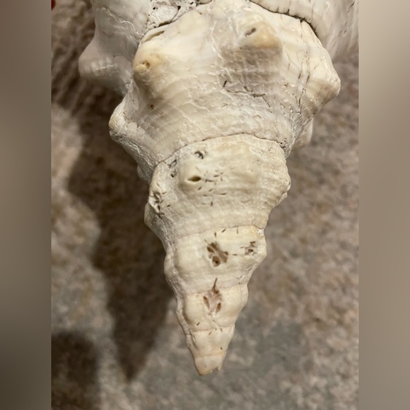 Giant Florida Horse Conch Sea Shell 13-13.5” Collectible - Triplofusus Giganteus - Picture 3 of 6